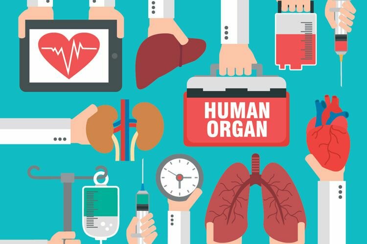 Organ donation stock image